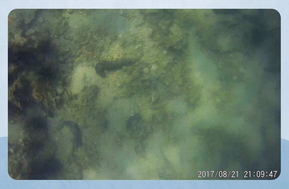 在這圖片中我看見了的珊瑚下有大小海膽